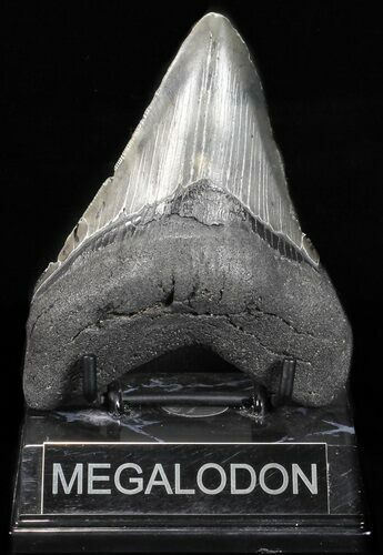 Fossil Megalodon Tooth - Glossy, Light Grey Enamel #56836